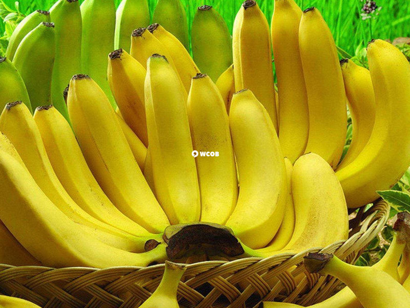 移植后吃香蕉可以防止便秘