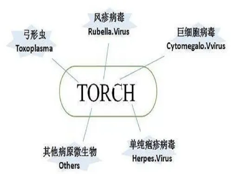 TORCH检查的种类
