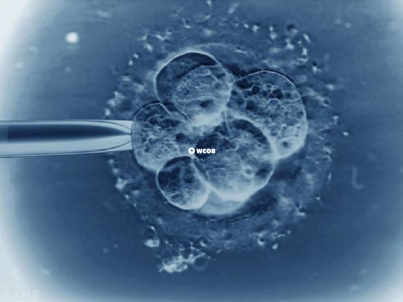 宫外孕术后一般3个月可移植冻胚