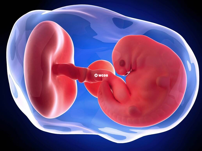 孕囊的生长大小与孕周密切相关