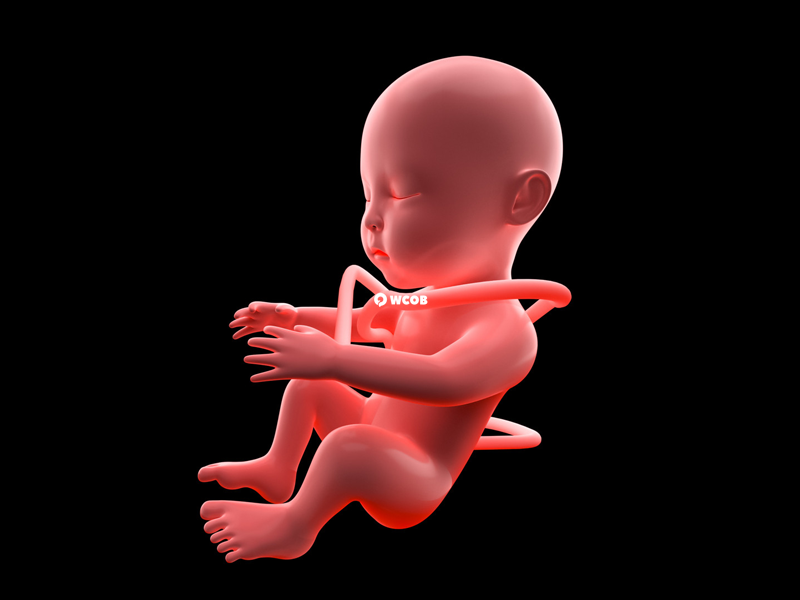 孕囊的生长大小与孕周密切相关