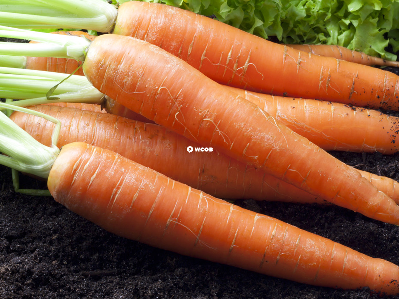 胡萝卜含有丰富的维生素B和C