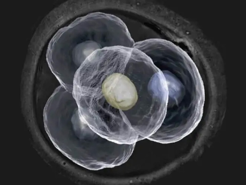 3pn胚胎是不正常的