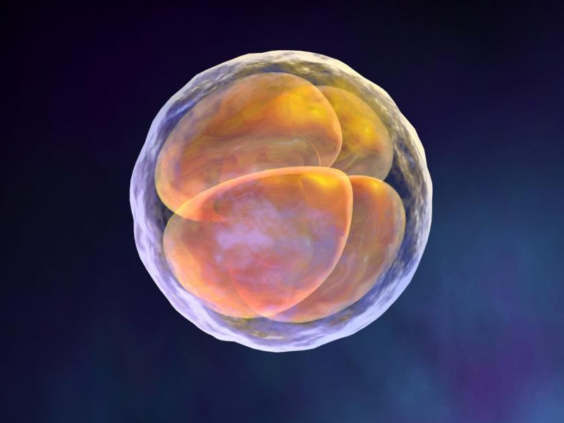 精卵问题都会造成3pn胚胎