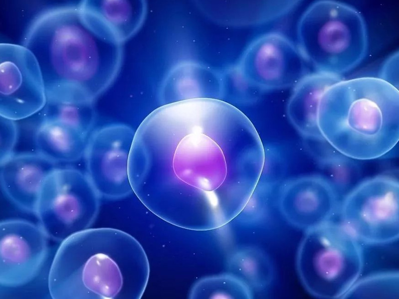 3pn胚胎存在染色体问题
