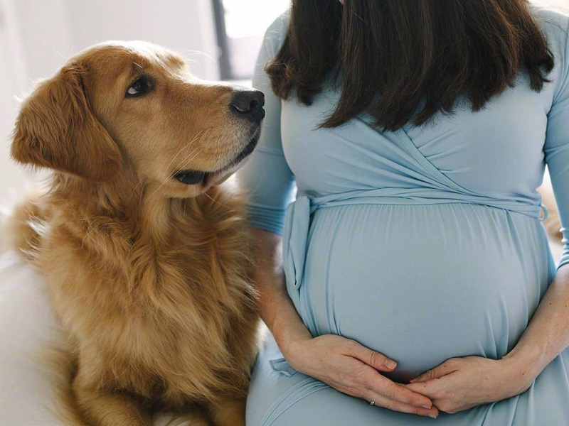 怀孕养狗需要注意一些事情