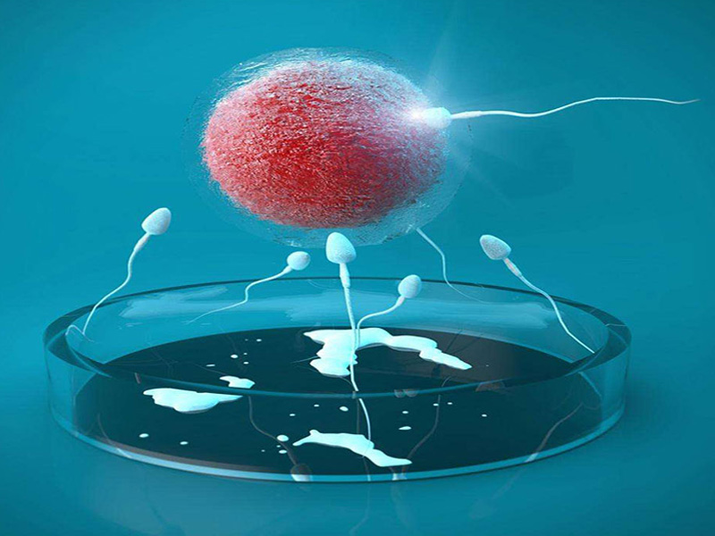 3pn胚胎