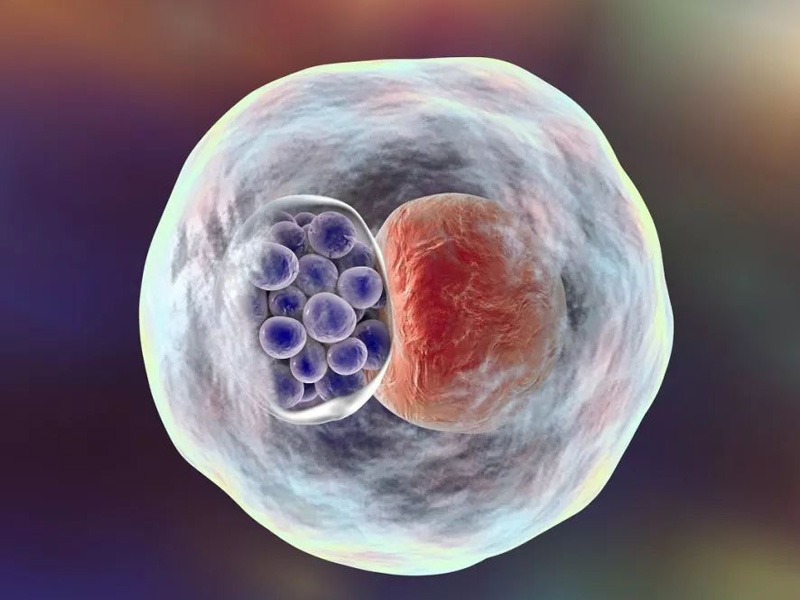 0pn胚胎分裂就会形成囊胚
