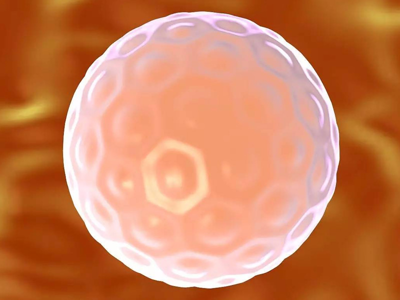 0pn胚胎属于原核发育偏慢