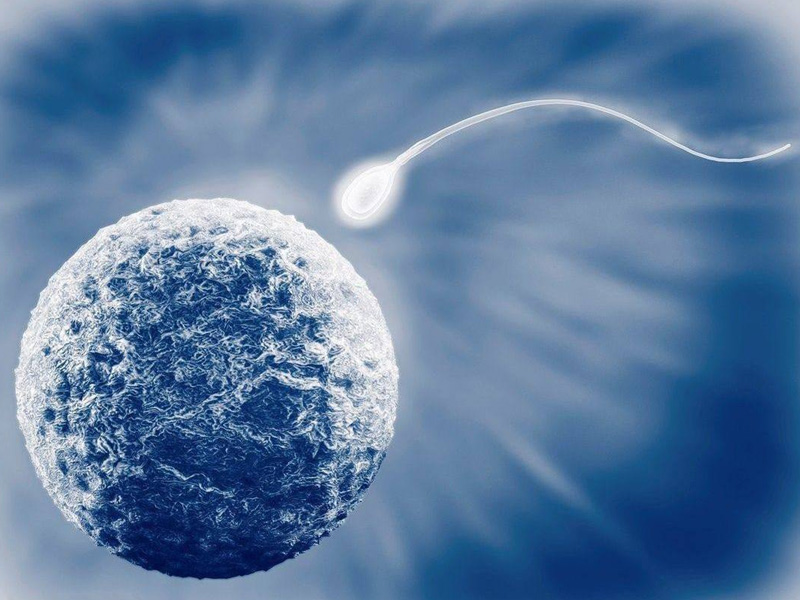 1pn胚胎可以正常发育
