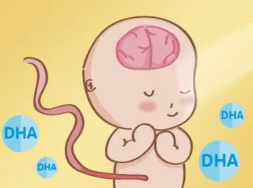 孕妇吃DHA可以促进胎儿大脑发育