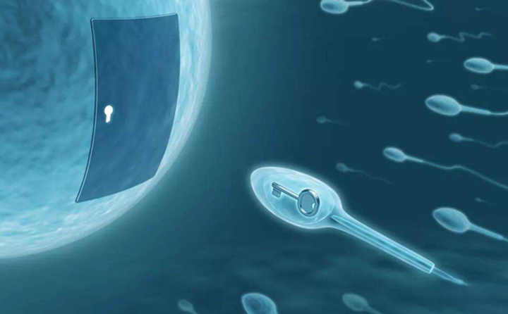 B超检测卵泡生长发育